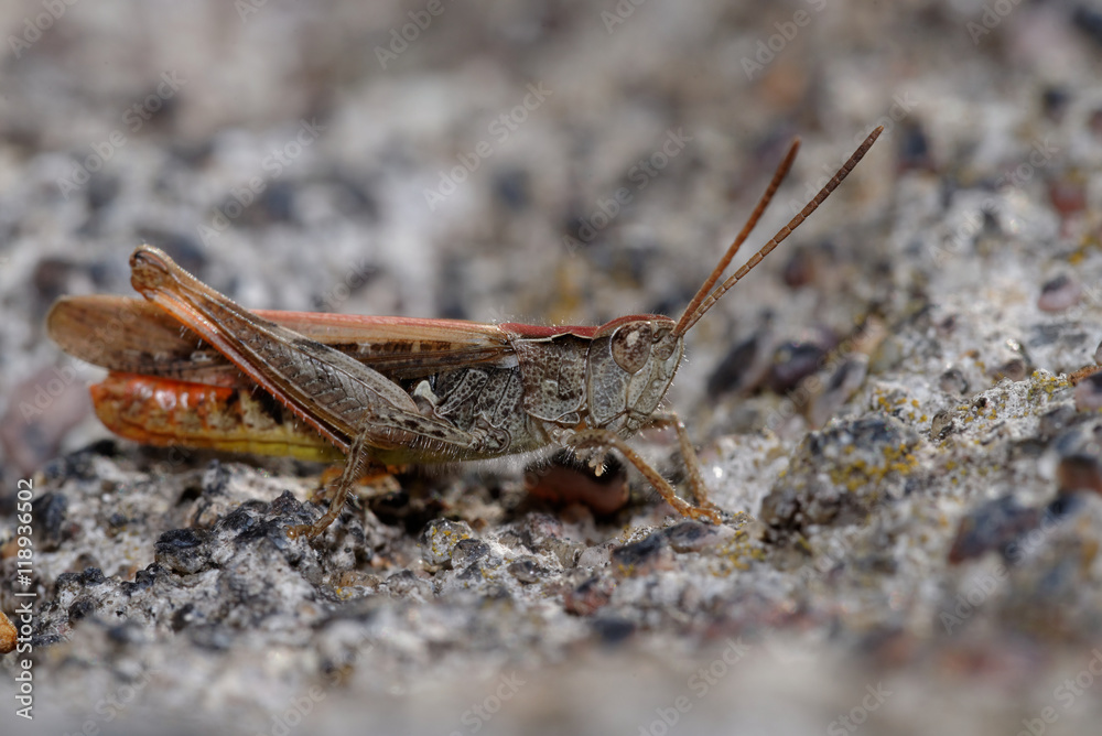 Grasshopper, Orthoptera, Caelifera