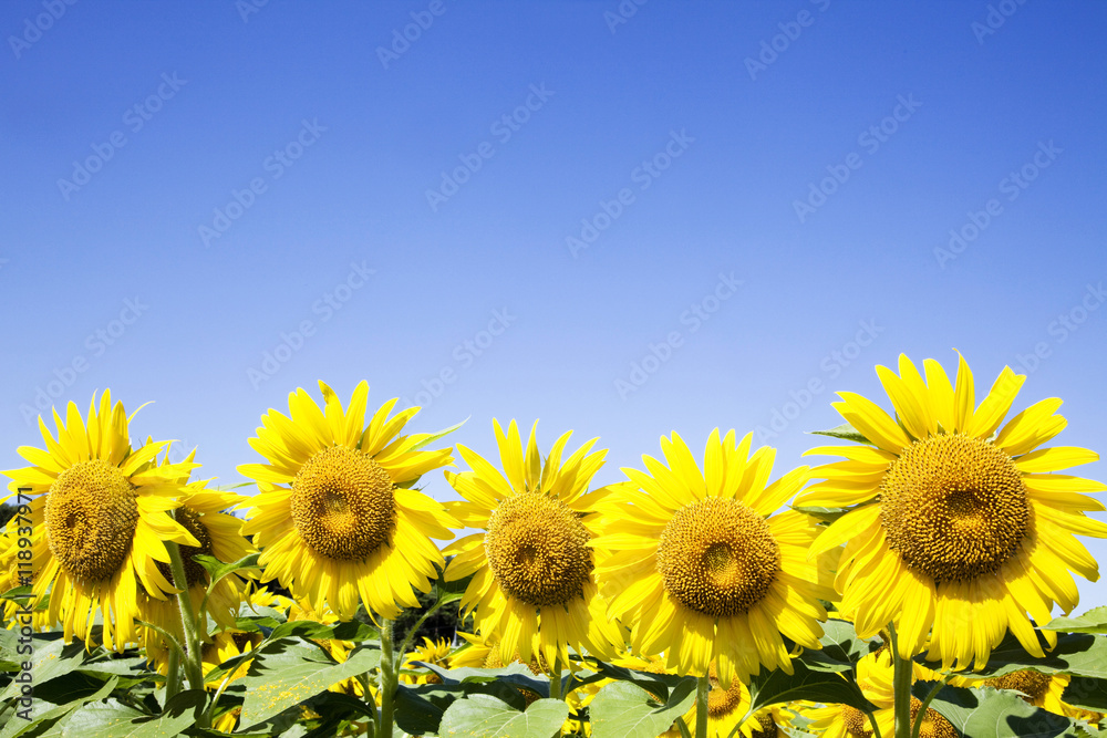Fototapeta premium Sunflower field