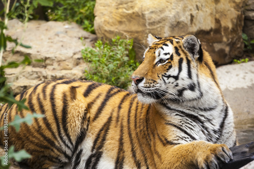 Fototapeta Naklejka Na Ścianę i Meble -  Tiger At The Zoo
