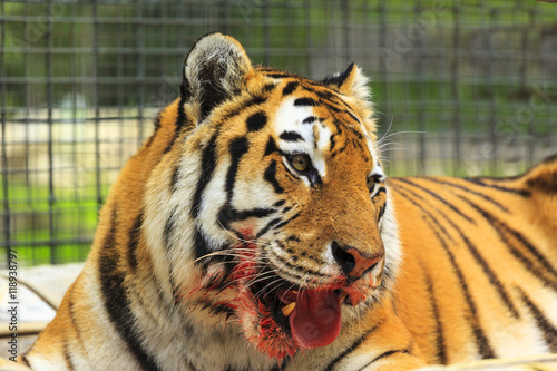 Fototapeta Naklejka Na Ścianę i Meble -  Feeding Tiger