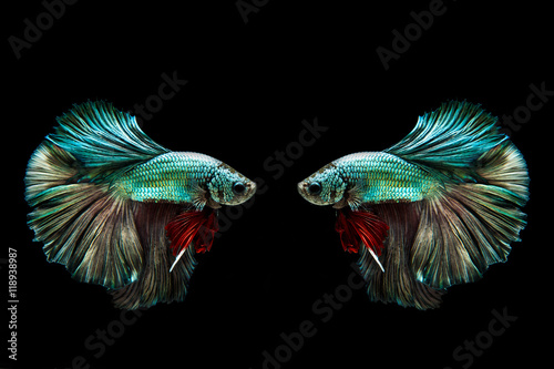 Canvas Print Capture the moving moment of golden copper siamese fighting fish isolated on black background