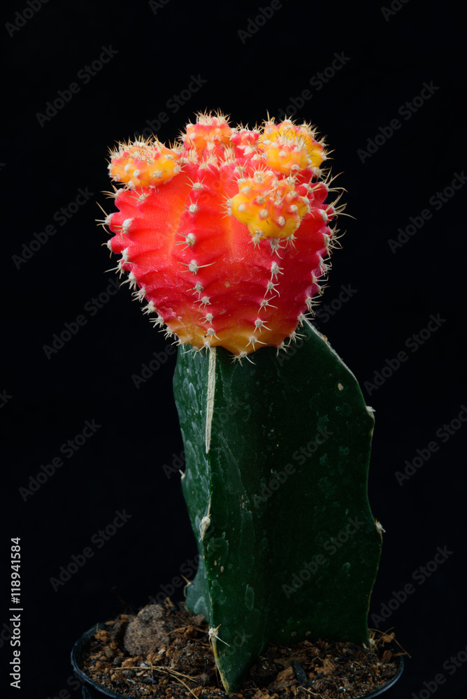 Obraz premium closeup cactus in black background