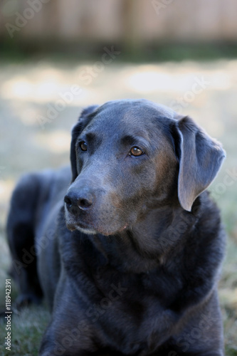 Brown silver lab lying on grass
Vertical orientation photograph of a brown, amber eyed purebred silver lab lying on the grass
