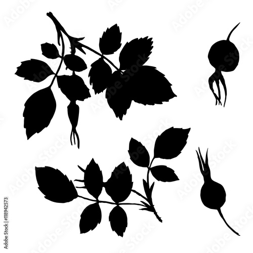 Tableau sur toile vector branches silhouettes of briar with leaves and berries