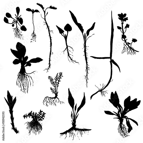 Vector set of drawing plants silhouettes with roots
