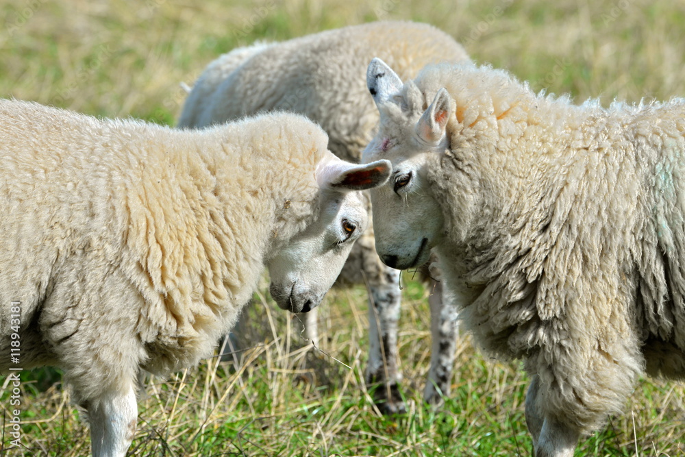 Naklejka premium Sheep fighting