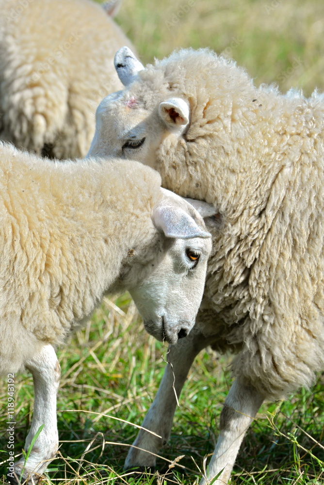Sheep fighting Sheep fighting