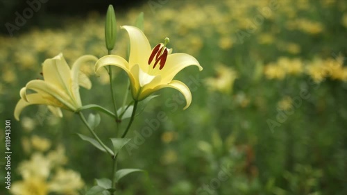 yellow lily field, Tokorozawa in Japan photo