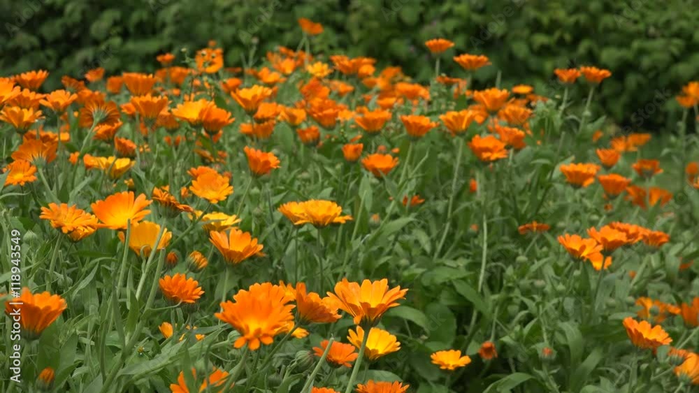 calendula flower blossom in windy summer day in garden. 4K 
