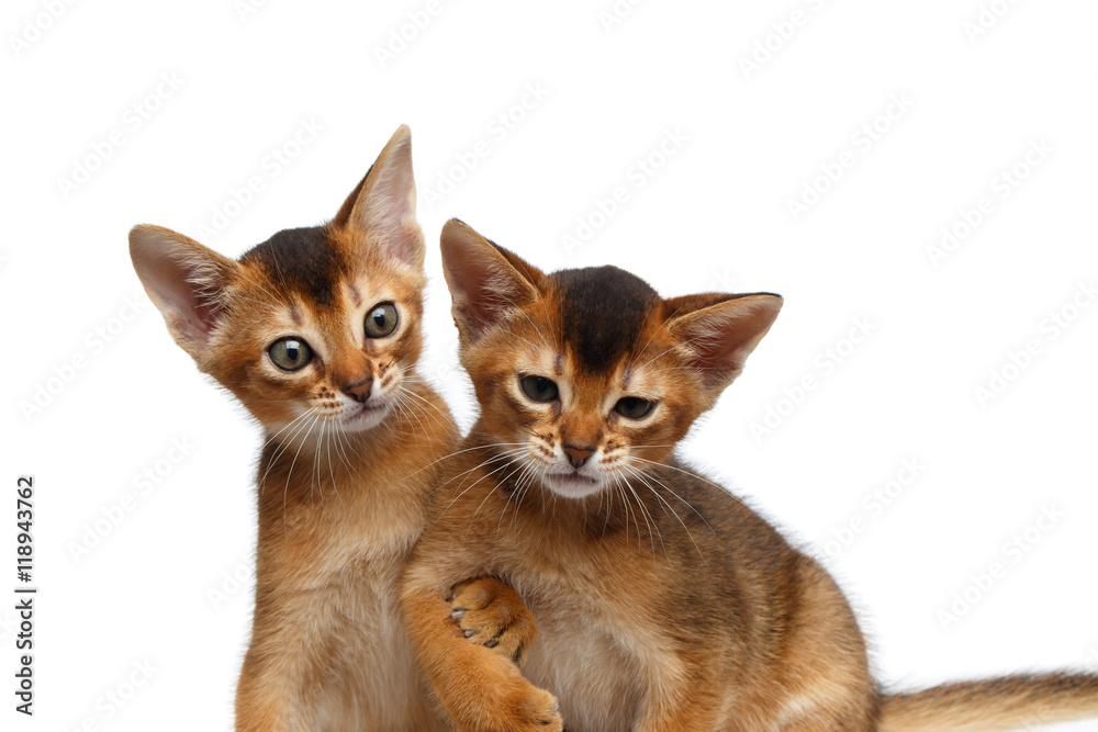 Close-up Two Funny Abyssinian Kitten interesting Looking up, Hanging under the arm not to fall drunk friend on Isolated White Background
