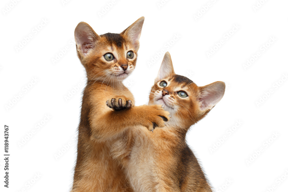 Close-up Two Cute Abyssinian Kitten interesting Looking up, Raising paw on Isolated White Background