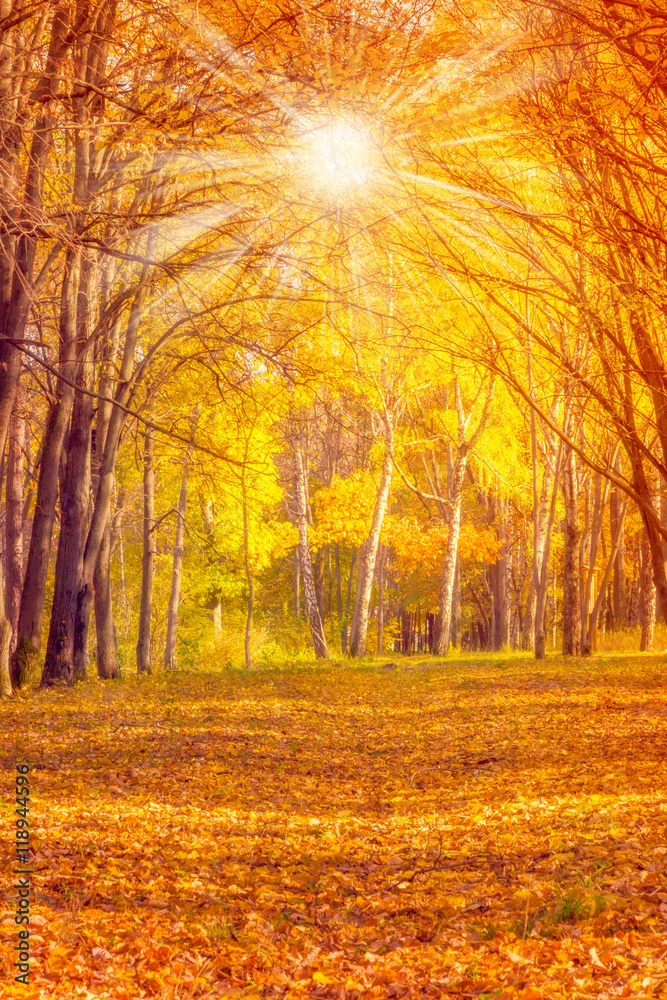 Obraz premium autumn leaves vintage nature background