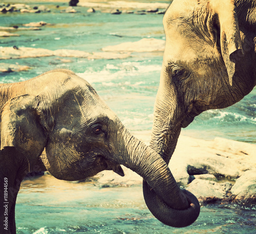 Photography kissing Elephant love