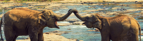 Elephants in the river vintage nature background photo