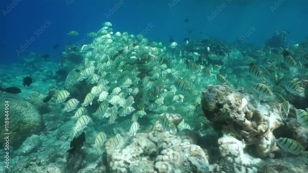 Shoal of fish convict tang with some whitespotted surgeonfish feeding on the ocean floor, underwater scene, Tuamotu, Pacific ocean, French Polynesia
Shoal of fish convict tang with some whitespotted surgeonfish feeding on the ocean floor, underwater scene, Tuamotu, Pacific ocean, French Polynesia