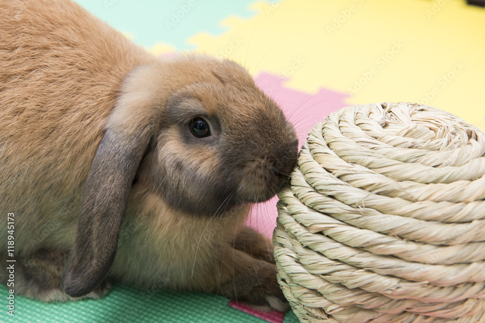 87 最適な 垂れ耳うさぎ 画像 ストック写真 ベクター Adobe Stock 87 最適な 垂れ耳うさぎ 画像 ストック写真 ベクター Adobe Stock