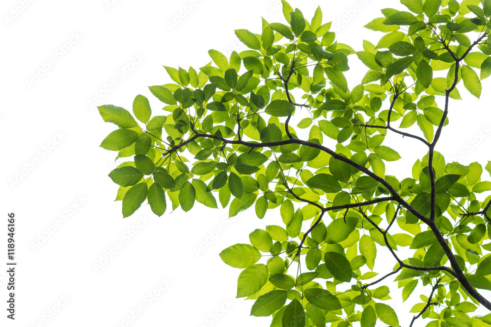 Obraz premium Green leaf isolated on white background, This has clipping path.