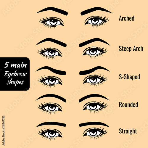 Basic eyebrow shape types vector illustration