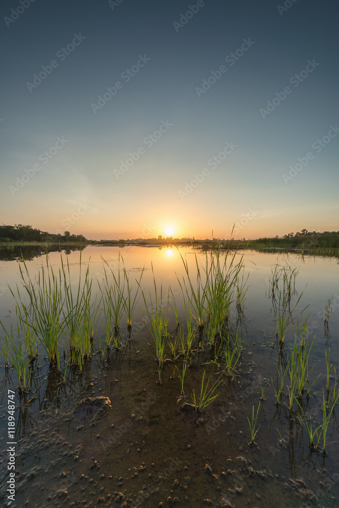 Scenic of swamps in national park at sunset