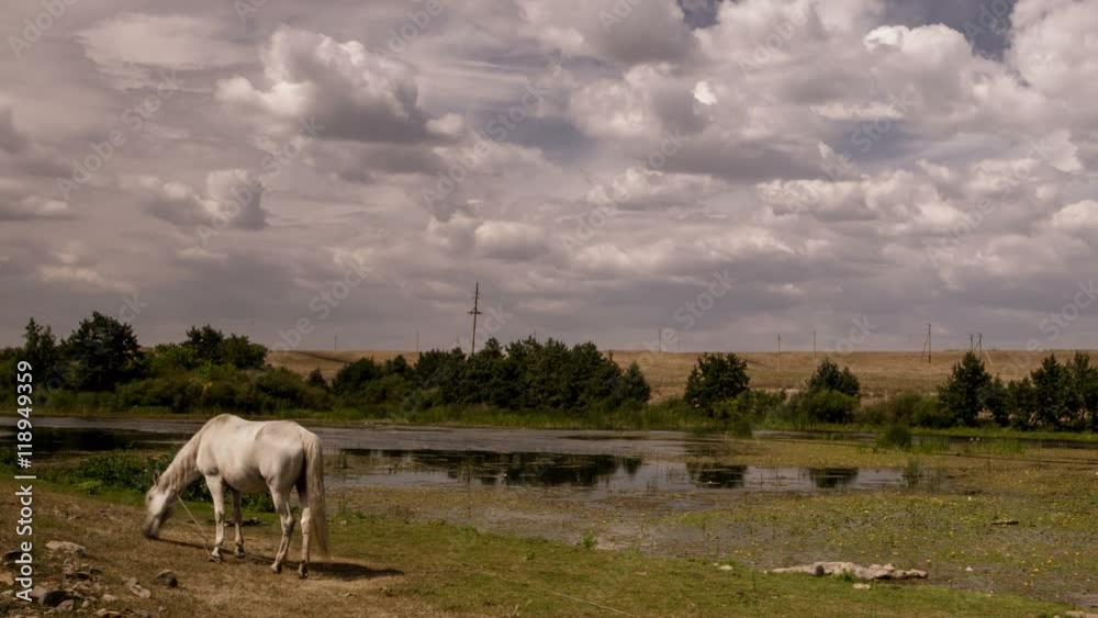 White horse grazes near the pond