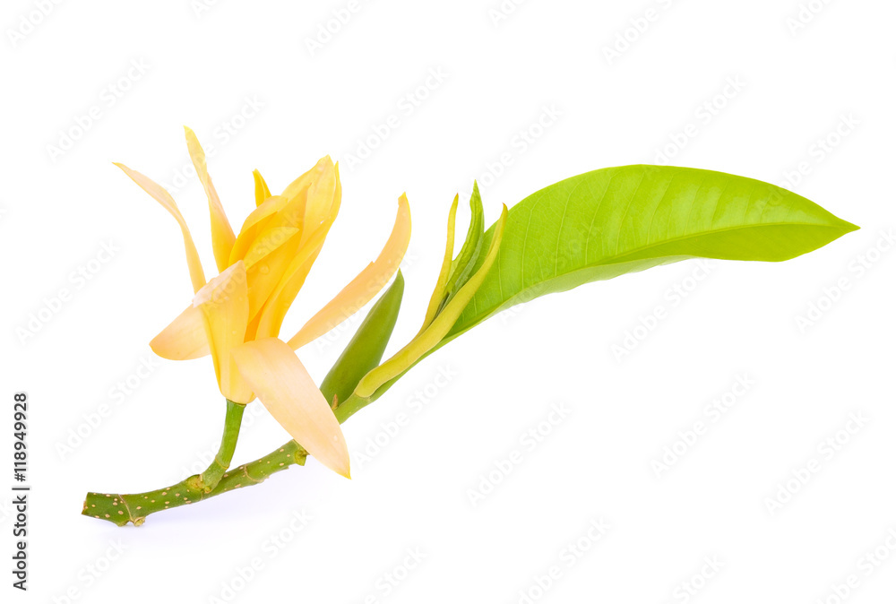 Naklejka premium Champaka flower with leaf isolated on white