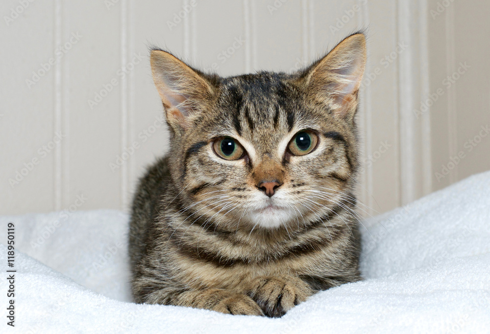 brown and gray tan striped tabby kitten laying on a white blanket, brown panel wall background. Copy space