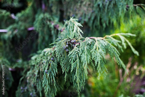 Cypress Pendula