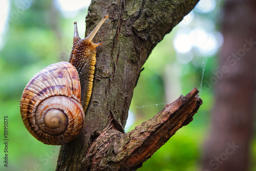 Snail on the tree in the garden. Snail gliding on the wet wooden texture. Macro close-up blurred green background. Short depth of focus. Latin name: Arianta arbustorum.