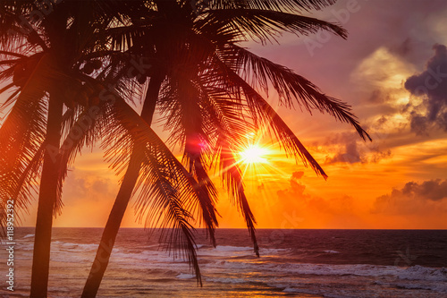 Tropical sunset scene with palms © Dmitry Rukhlenko