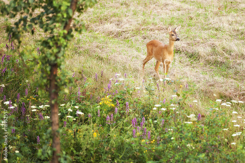 Young roe in bush © Dagmara_K