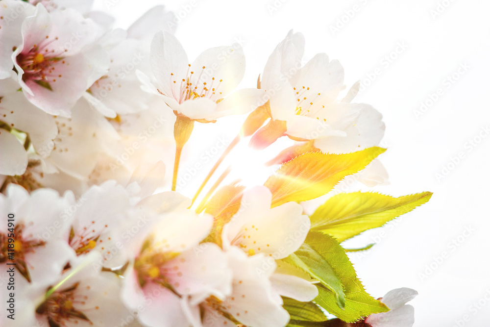 Fototapeta premium Amazing spring floral background, beautiful cherry landscape. Spring blossom background - abstract floral border of green leaves, white flowers and sunlight.