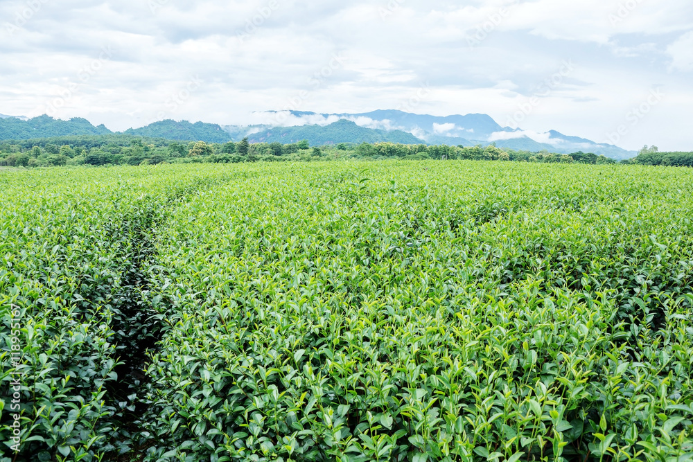 green tea plantation at Chiang Rai, Thailand.