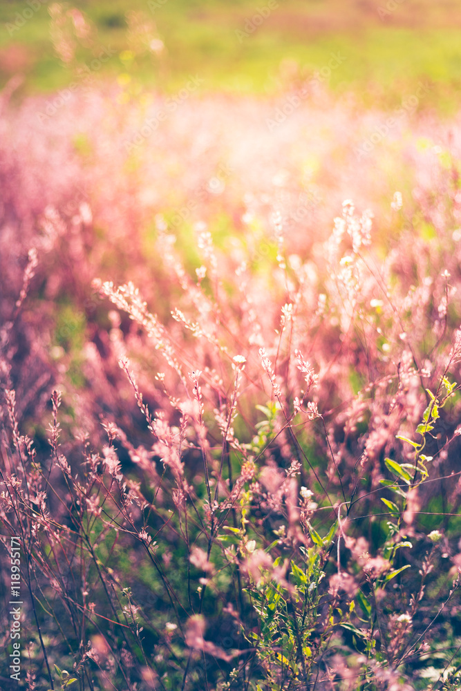 Obraz premium Vintage photo of wildflower field. Sunset.