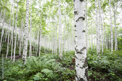 Fényképezés White birch trees in the forest in summer