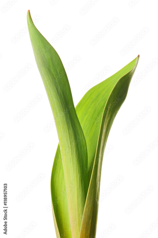 Green offshoot