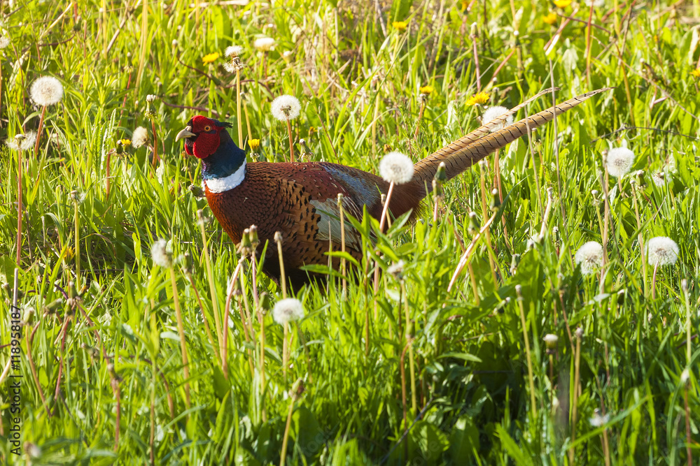 Ringneck Pheasant (Phasianus colchicus) Ringneck Pheasant (Phasianus colchicus)
