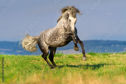 Beautiful grey andalusian horse with long mane run gallop against mountain view