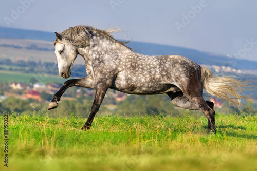 Beautiful grey andalusian horse with long mane run gallop against mountain view