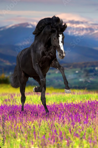 Black horse with long mane run gallop in pink flowers against mountain view
