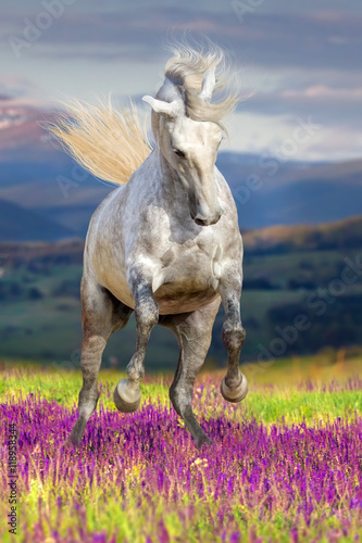 White horse with long mane run gallop in flower field against mountain view at sunset