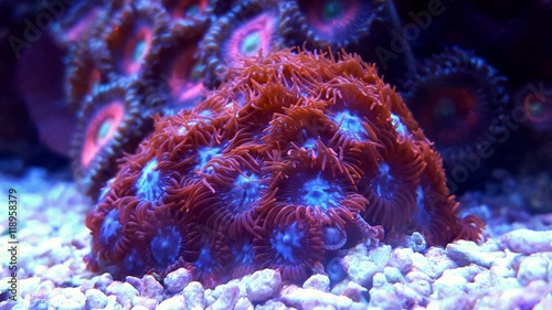 Close up shot of red zoanthid polyps