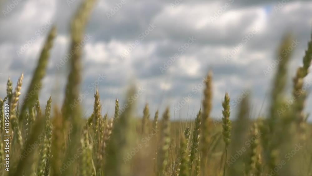 Wheat field caressed by wind nature background health food concept HD Wheat field caressed by wind nature background health food concept HD