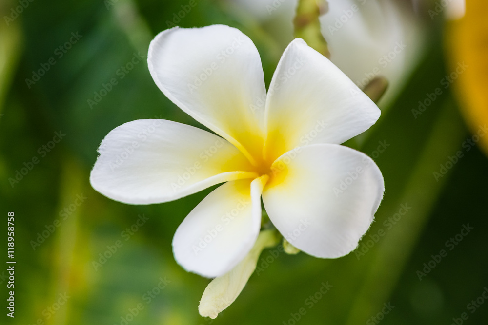 Plumeria flowers, small white