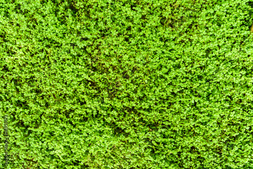 Green Angel Tear Plant Or Pollyanna Vine (Soleirolia Soleirolii Urticaceae) Texture