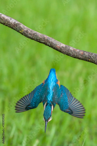 Common kingfisher (Alcedo atthis) while fishing