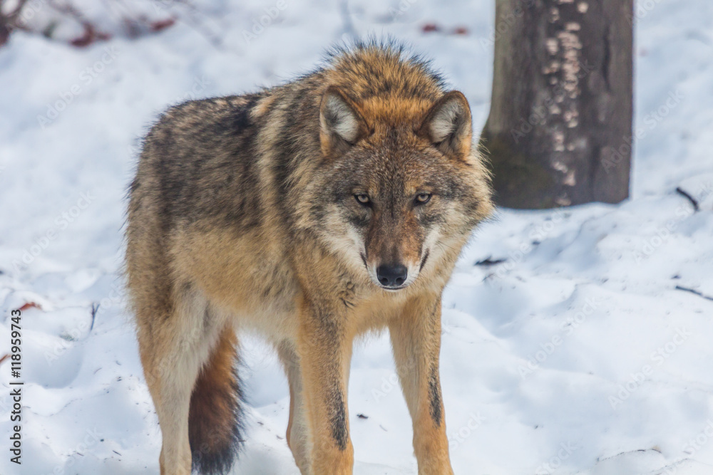 Gray wolf (Canis lupus) in the wood Gray wolf (Canis lupus) in the wood