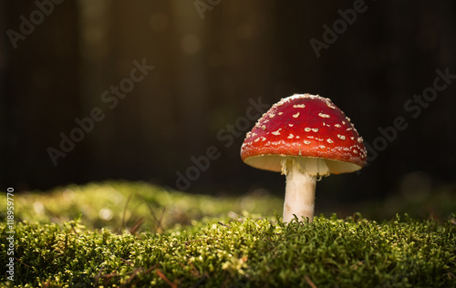 Fototapeta Toadstool, close up of a poisonous mushroom in the forest