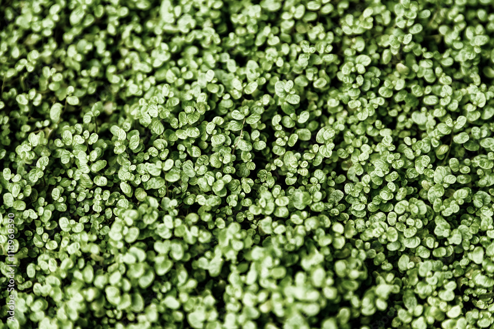 Green Angel Tear Plant Or Pollyanna Vine (Soleirolia Soleirolii Urticaceae) Texture