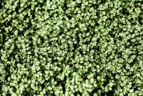 Green Angel Tear Plant Or Pollyanna Vine (Soleirolia Soleirolii Urticaceae) Texture photo