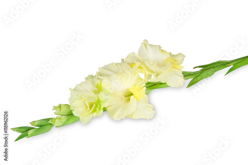Yellow gladiolus isolated on white background